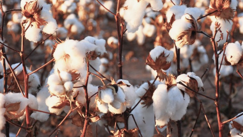 Extracción de las fibras de algodón